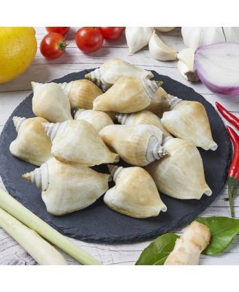 冻白贡贡 FRZ WHITE GONG GONG(15KG/CTN) 1KG/PKT