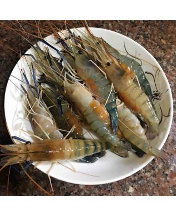 大头虾 SCAMPI IQF FRESH WATER PRAWN(10KG/CTN)
