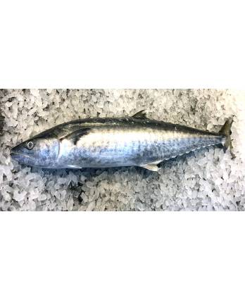 鲜冻巴当鱼骨  FRESH BATANG FISH BONE