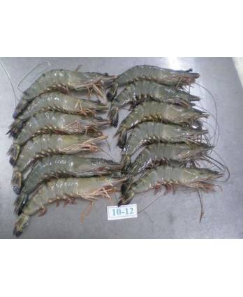 海 老虎虾 TIGER PRAWN HOSO(1KG*10BOX/CTN)