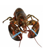 巴西大龙虾  LOBSTER 700/800 FZ BR