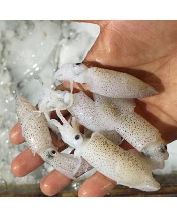 整苏东仔 WHOLE BABY  SOTONG 2-3INCH (10KG/CTN)