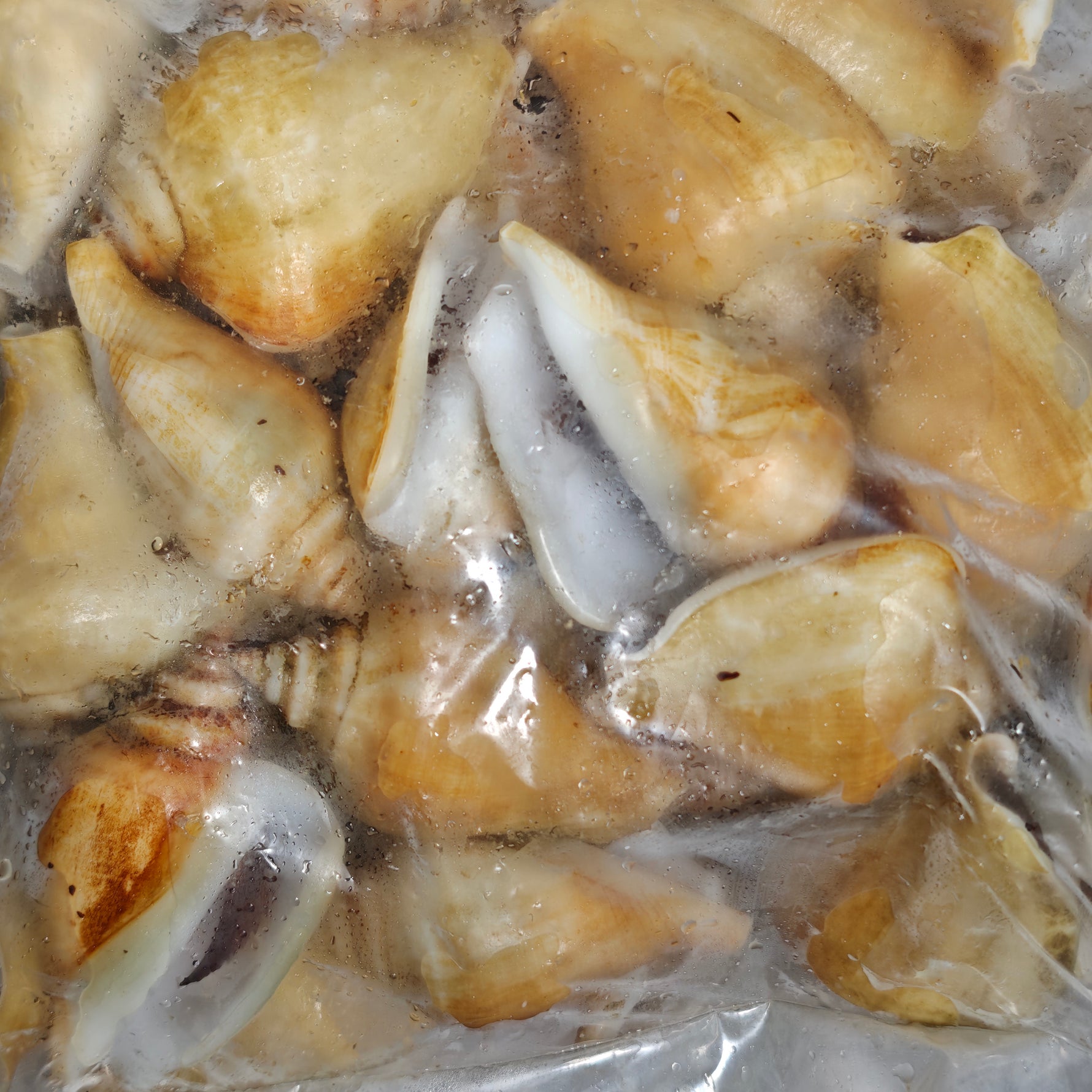 冻红贡贡 FRZ RED GONG GONG(15KG/CTN)