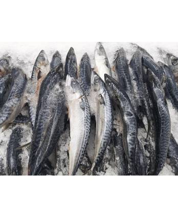 冻整巴当鱼 FROZEN WHOLE BATANG