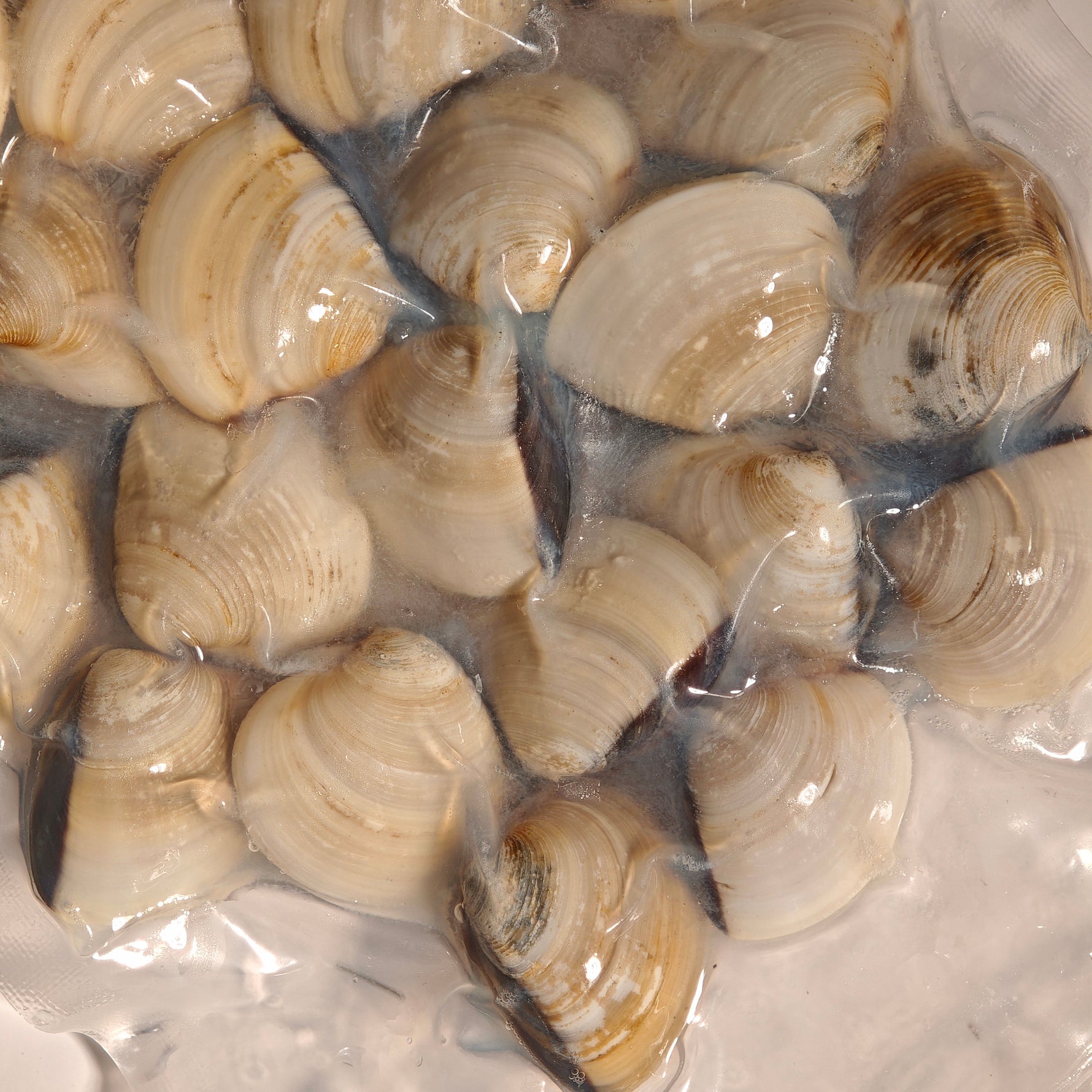 越白啦啦_甲巴 WHITE WHOLE 40/60 (500G/PKT)