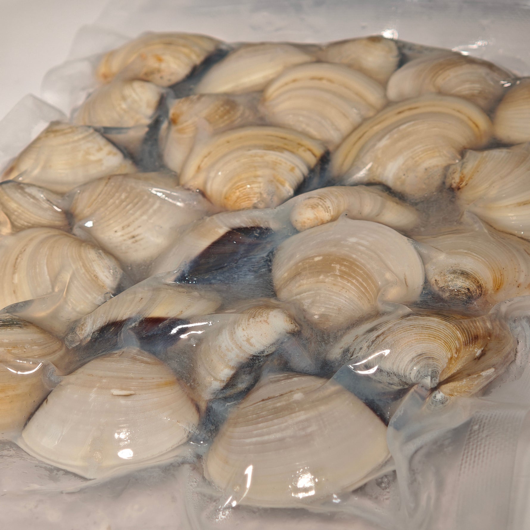 越白啦啦_甲巴 WHITE WHOLE 40/60 (500G/PKT)